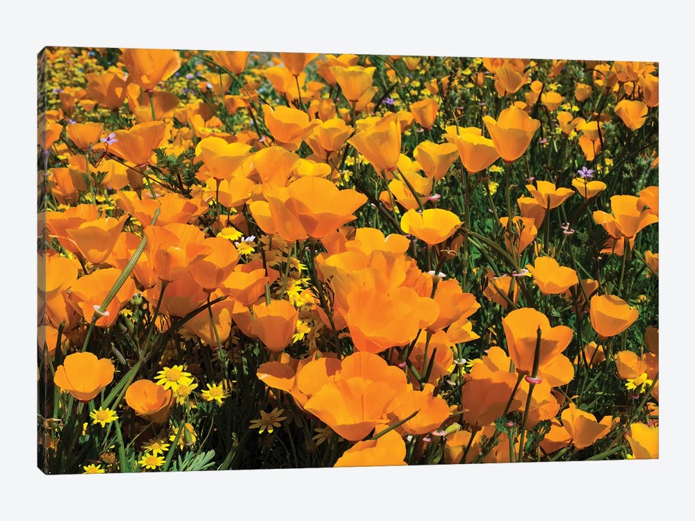 Field Of California Poppies And Canterbury Bells Wildflowers, Diamond Valley Lake, California, USA IV by Panoramic Images 1-piece Canvas Art Print