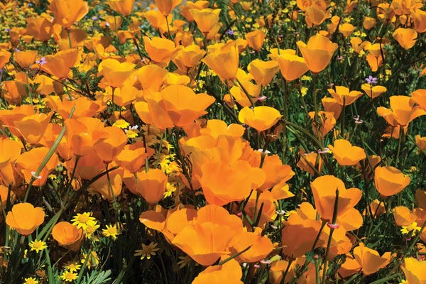 Field Of California Poppies And Canterbury Bells Wildflowers, Diamond Valley Lake, California, USA IV