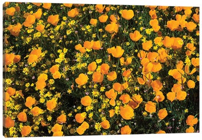 Field Of California Poppies And Canterbury Bells Wildflowers, Diamond Valley Lake, California, USA V Canvas Art Print - Poppy Art