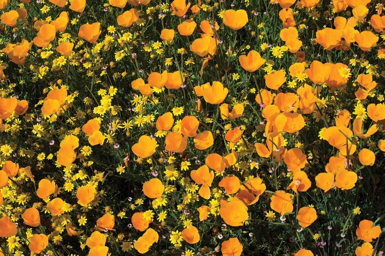 Field Of California Poppies And Canterbury Bells Wildflowers, Diamond Valley Lake, California, USA V