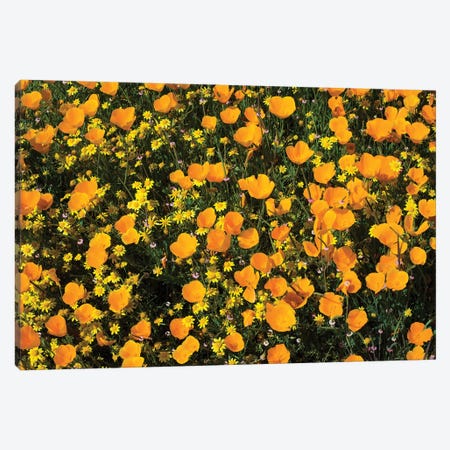 Field Of California Poppies And Canterbury Bells Wildflowers, Diamond Valley Lake, California, USA V Canvas Print #PIM14655} by Panoramic Images Art Print