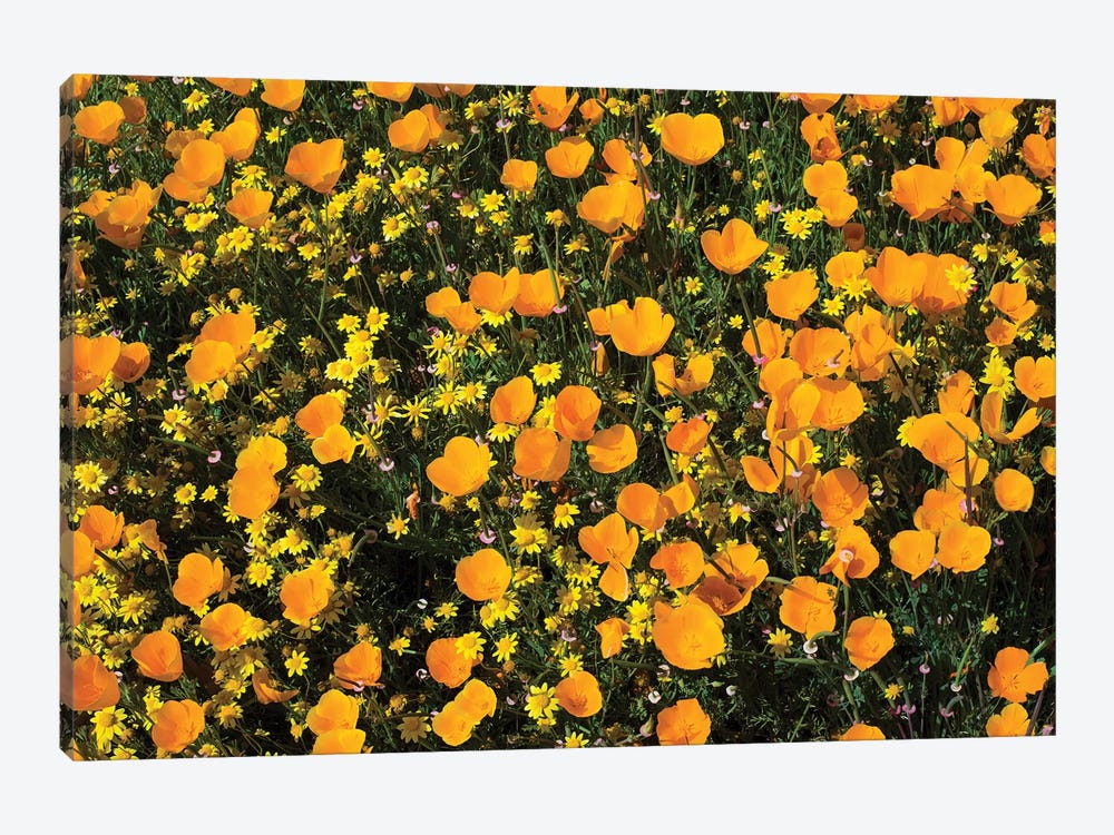 Field Of California Poppies And Canterbury Bells Wildflowers, Diamond Valley Lake, California, USA V by Panoramic Images 1-piece Canvas Wall Art