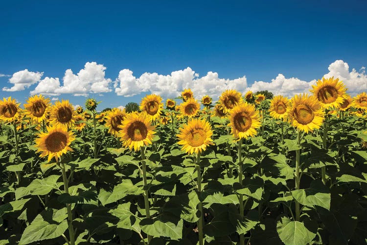 Field Of Sunflowers