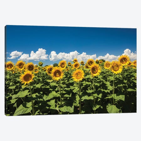 Field Of Sunflowers Canvas Print #PIM14656} by Panoramic Images Canvas Art Print