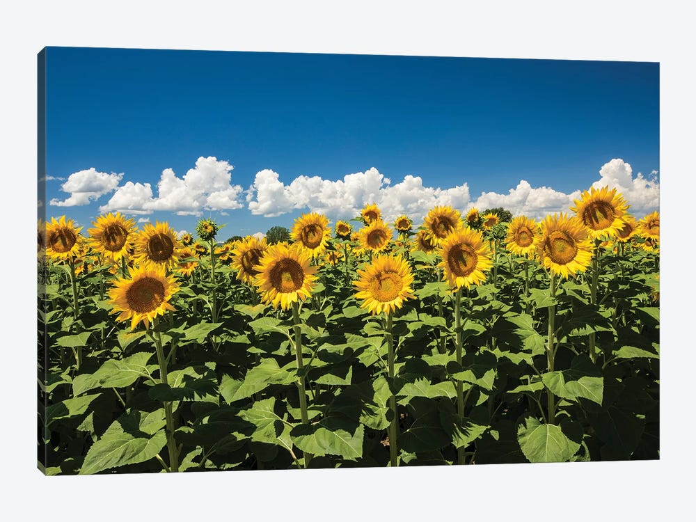 Field Of Sunflowers by Panoramic Images 1-piece Canvas Art Print