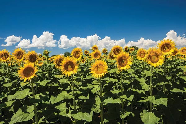 Gardens & Floral Landscapes: Field Of Sunflowers by Panoramic Images
