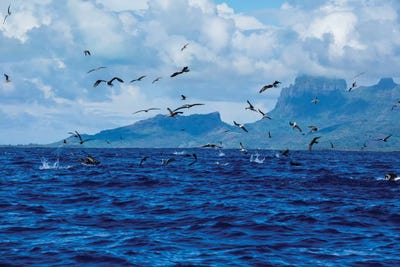 Flock Of Seagulls Flying Over The Pacific Ocean, Bora Bora, Society Islands, French Polynesia by Panoramic Images framed canvas print
