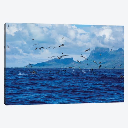 Flock Of Seagulls Flying Over The Pacific Ocean, Bora Bora, Society Islands, French Polynesia Canvas Print #PIM14660} by Panoramic Images Canvas Print