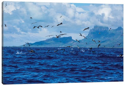 Flock Of Seagulls Flying Over The Pacific Ocean, Bora Bora, Society Islands, French Polynesia Canvas Art Print - Bora Bora