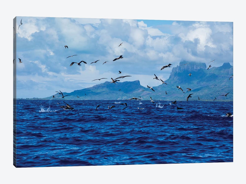 Flock Of Seagulls Flying Over The Pacific Ocean, Bora Bora, Society Islands, French Polynesia by Panoramic Images 1-piece Canvas Artwork