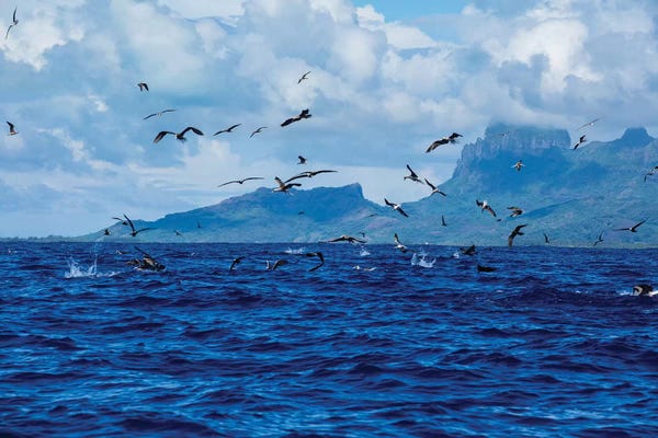 French Polynesia: Flock Of Seagulls Flying Over The Pacific Ocean, Bora Bora, Society Islands, French Polynesia by Panoramic Images