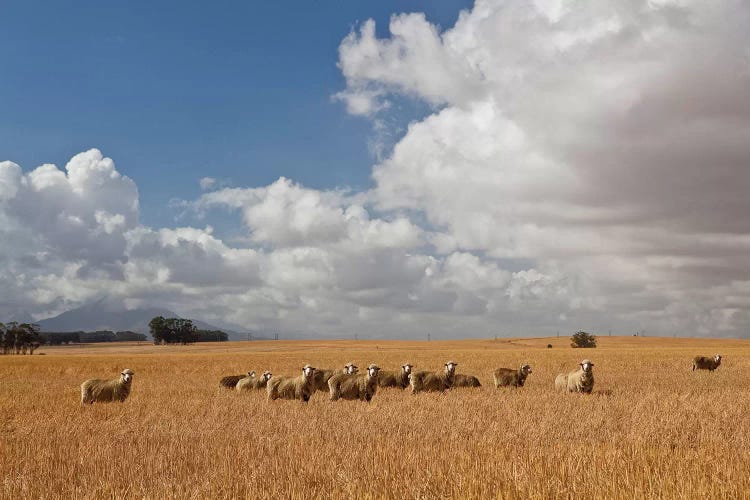 Flock Of Sheep Grazing In Farm, Bartholomeus Klip Farm, Hermon, South Africa