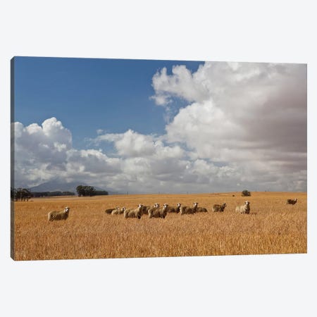 Flock Of Sheep Grazing In Farm, Bartholomeus Klip Farm, Hermon, South Africa Canvas Print #PIM14661} by Panoramic Images Canvas Art Print