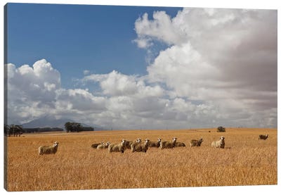 Flock Of Sheep Grazing In Farm, Bartholomeus Klip Farm, Hermon, South Africa Canvas Art Print - South Africa