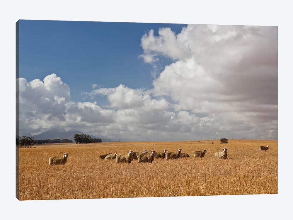 Flock Of Sheep Grazing In Farm, Bartholomeus Klip Farm, Hermon, South Africa by Panoramic Images 1-piece Canvas Art Print