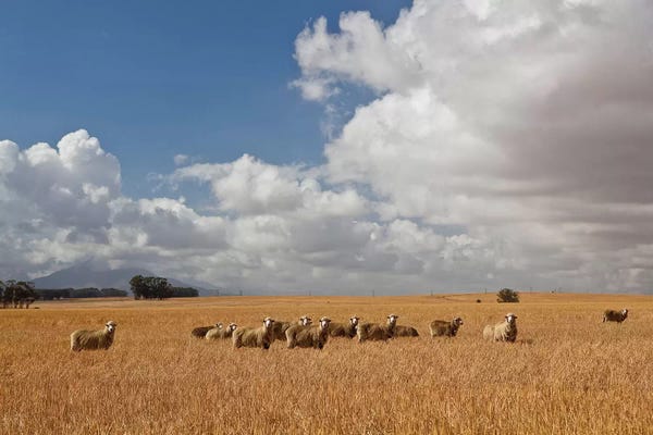 South Africa: Flock Of Sheep Grazing In Farm, Bartholomeus Klip Farm, Hermon, South Africa by Panoramic Images