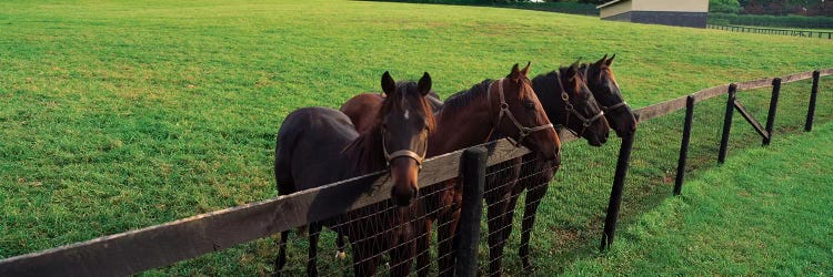 Four Horses Standing By Fence, Baltimore County, Maryland, USA