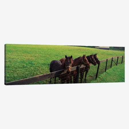 Four Horses Standing By Fence, Baltimore County, Maryland, USA Canvas Print #PIM14664} by Panoramic Images Canvas Art