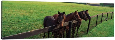Four Horses Standing By Fence, Baltimore County, Maryland, USA Canvas Art Print - Maryland Art