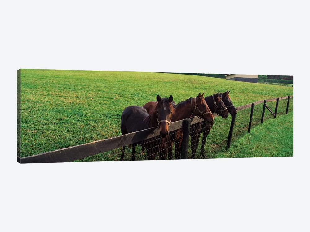 Four Horses Standing By Fence, Baltimore County, Maryland, USA by Panoramic Images 1-piece Canvas Art
