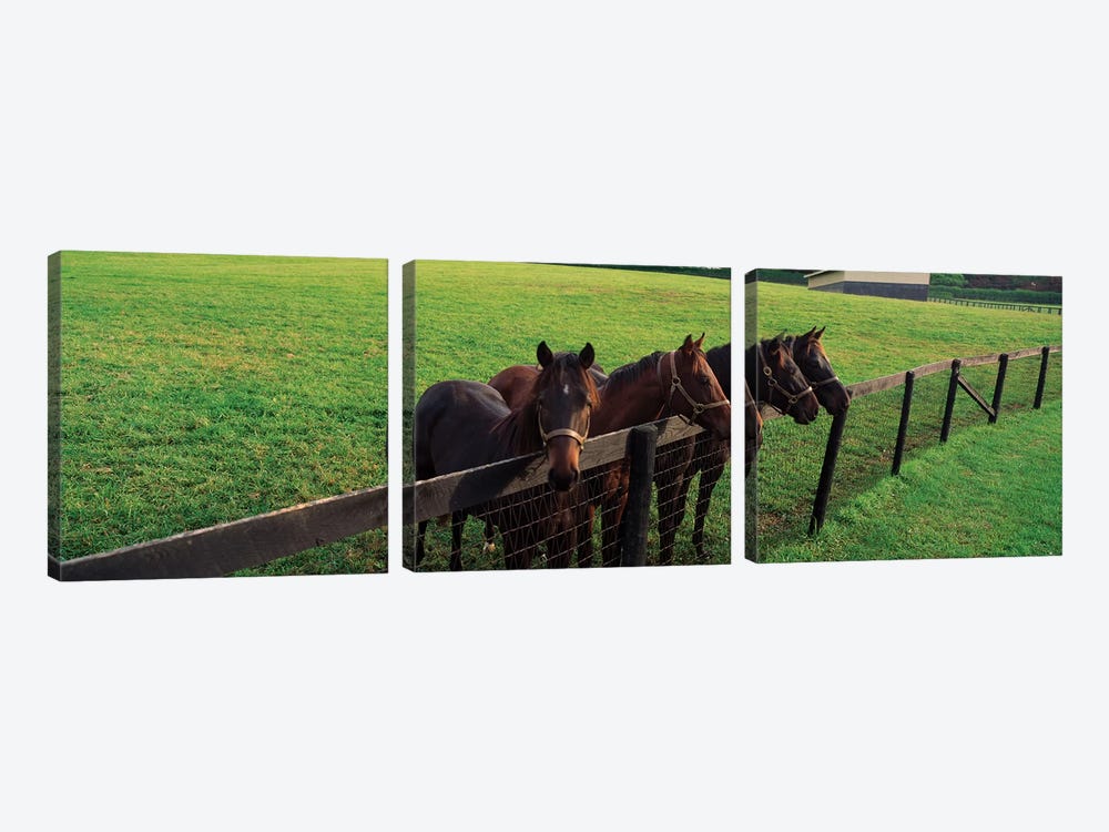 Four Horses Standing By Fence, Baltimore County, Maryland, USA by Panoramic Images 3-piece Canvas Wall Art