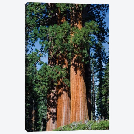 Giant Sequoia Trees In A Forest, Sequoia National Park, California, USA I Canvas Print #PIM14666} by Panoramic Images Canvas Art