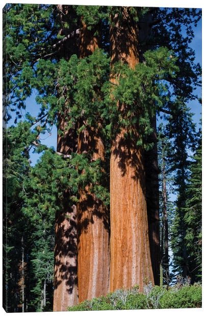 Giant Sequoia Trees In A Forest, Sequoia National Park, California, USA I Canvas Art Print - Sequoia National Park Art