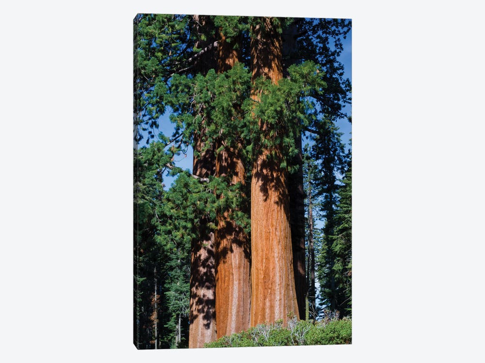 Giant Sequoia Trees In A Forest, Sequoia National Park, California, USA I by Panoramic Images 1-piece Canvas Artwork