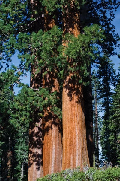 Sequoia Trees: Giant Sequoia Trees In A Forest, Sequoia National Park, California, USA I by Panoramic Images