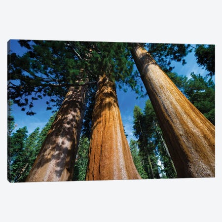 Giant Sequoia Trees In A Forest, Sequoia National Park, California, USA II Canvas Print #PIM14667} by Panoramic Images Canvas Art