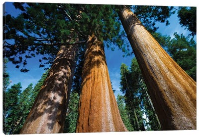 Giant Sequoia Trees In A Forest, Sequoia National Park, California, USA II Canvas Art Print - Sequoia Tree Art