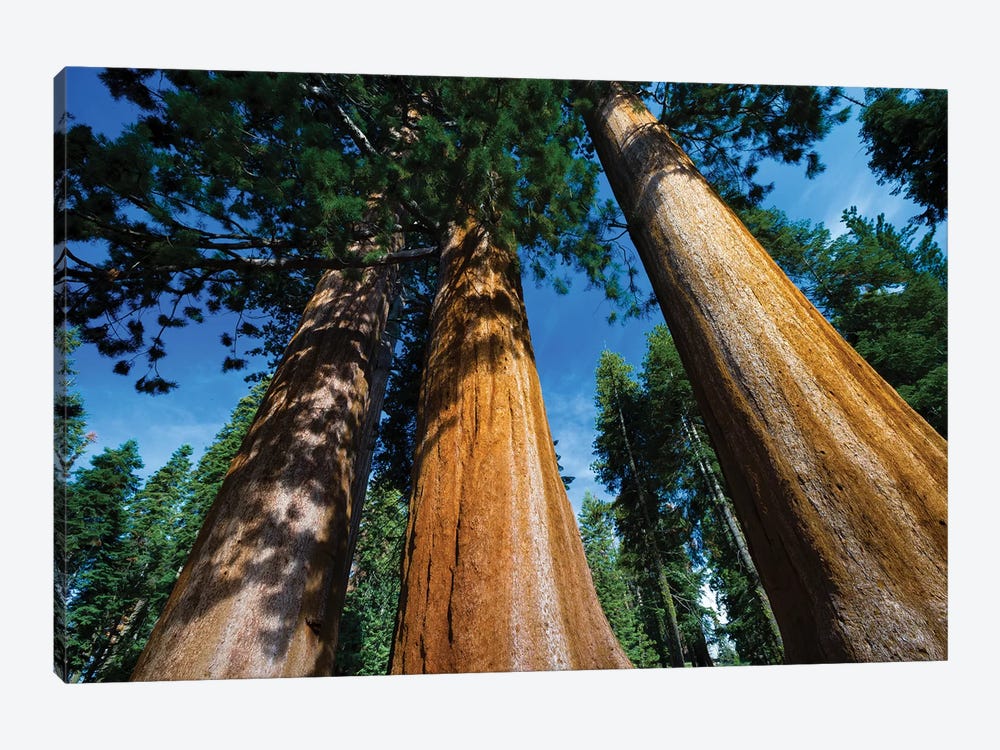 Giant Sequoia Trees In A Forest, Sequoia National Park, California, USA II by Panoramic Images 1-piece Art Print