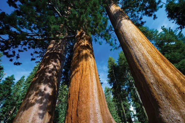 Sequoia Trees: Giant Sequoia Trees In A Forest, Sequoia National Park, California, USA II by Panoramic Images