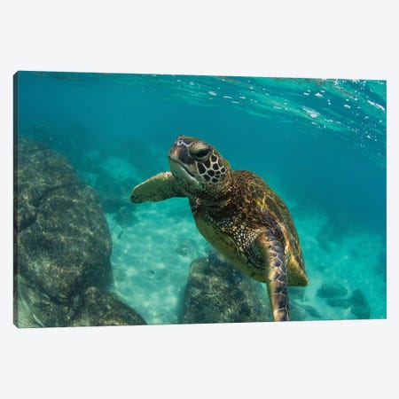 Green Sea Turtle Swimming In The Pacific Ocean, Hawaii, USA Canvas Print #PIM14679} by Panoramic Images Canvas Wall Art