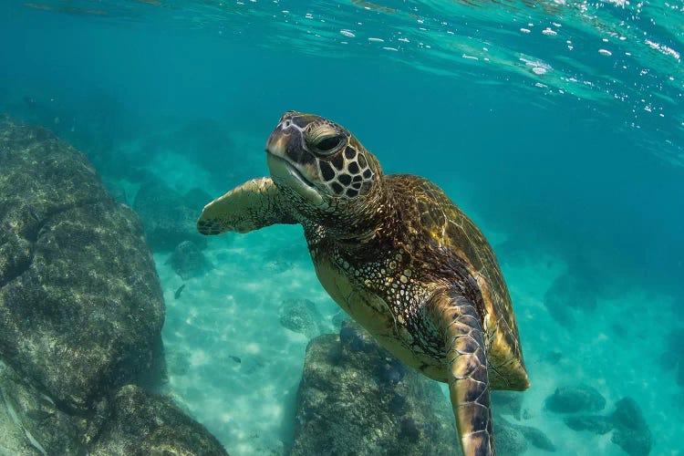 Green Sea Turtle Swimming In The Pacific Ocean, Hawaii, USA