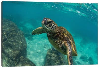 Green Sea Turtle Swimming In The Pacific Ocean, Hawaii, USA Canvas Art Print - Reptile & Amphibian Art