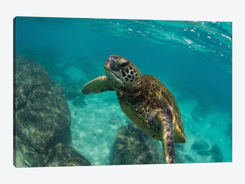 Green Sea Turtle Swimming In The Pacific Ocean, Hawaii, USA by Panoramic Images 1-piece Canvas Artwork