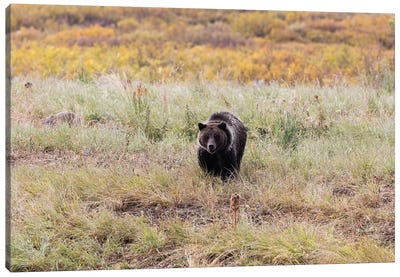 Grizzly Bear In A Forest, Grand Teton National Park, Wyoming, USA II Canvas Art Print - Grizzly Bear Art