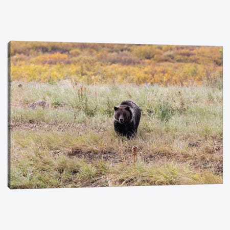 Grizzly Bear In A Forest, Grand Teton National Park, Wyoming, USA II Canvas Print #PIM14682} by Panoramic Images Art Print