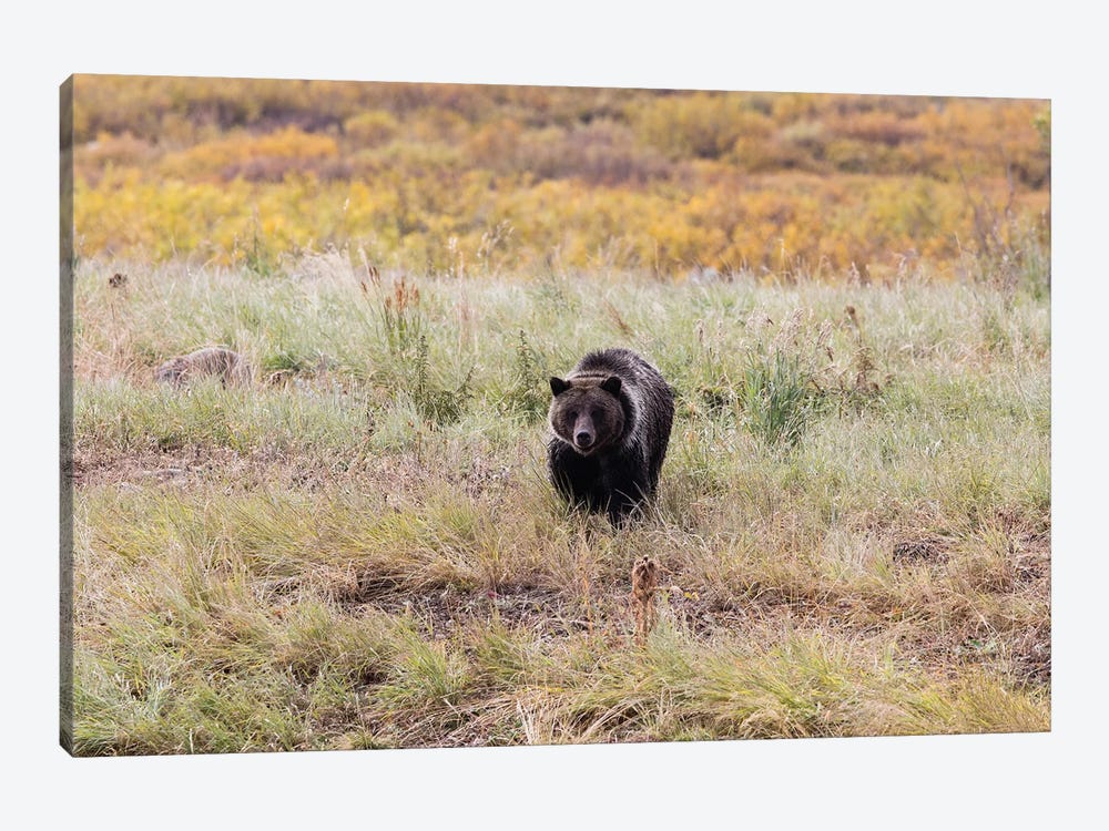 Grizzly Bear In A Forest, Grand Teton National Park, Wyoming, USA II by Panoramic Images 1-piece Canvas Art