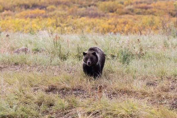 Grizzly Bears: Grizzly Bear In A Forest, Grand Teton National Park, Wyoming, USA II by Panoramic Images