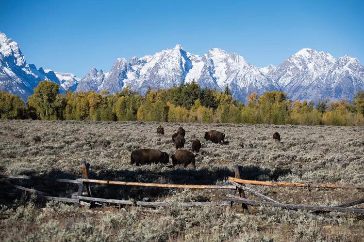 Herd Of American Bison Grazing In Field, Teton Range, Grand Teton National Park, Wyoming, USA