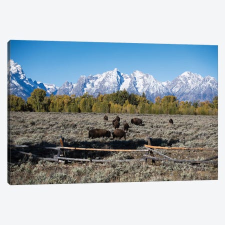 Herd Of American Bison Grazing In Field, Teton Range, Grand Teton National Park, Wyoming, USA Canvas Print #PIM14684} by Panoramic Images Canvas Wall Art