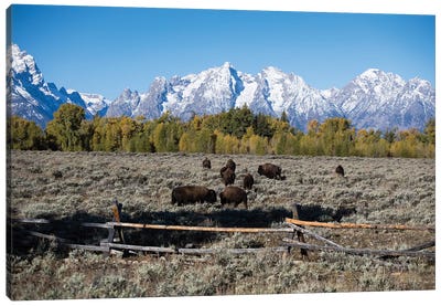 Herd Of American Bison Grazing In Field, Teton Range, Grand Teton National Park, Wyoming, USA Canvas Art Print - Grand Teton National Park Art
