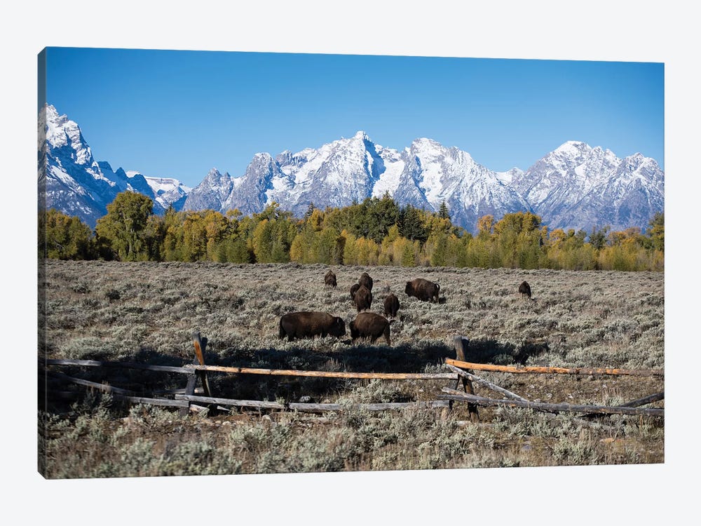 Herd Of American Bison Grazing In Field, Teton Range, Grand Teton National Park, Wyoming, USA 1-piece Canvas Wall Art