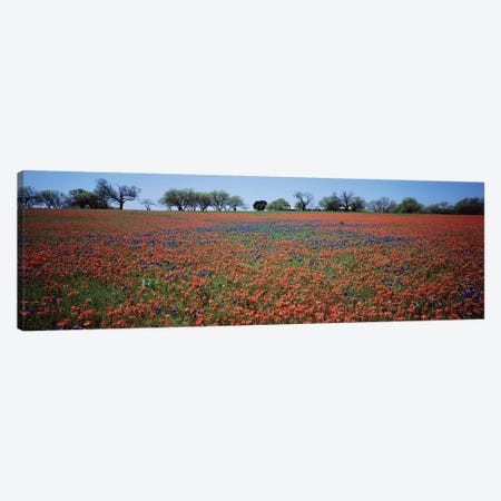 Indian Paintbrush & Bluebonnets, Texas Canvas Print #PIM14703} by Panoramic Images Canvas Wall Art