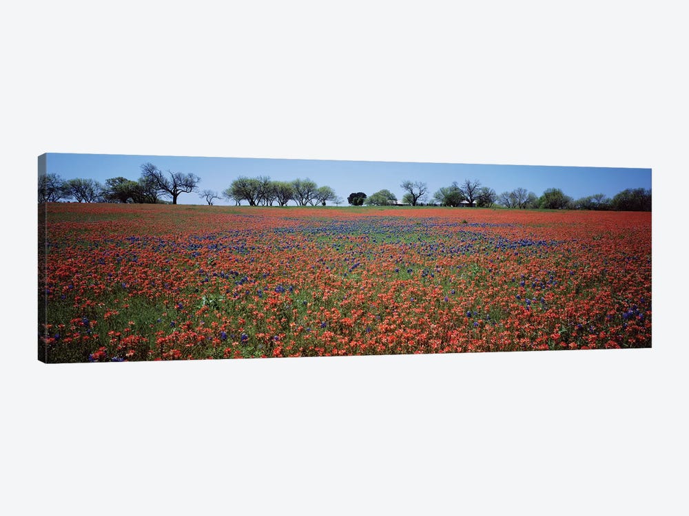 Indian Paintbrush & Bluebonnets, Texas by Panoramic Images 1-piece Canvas Art