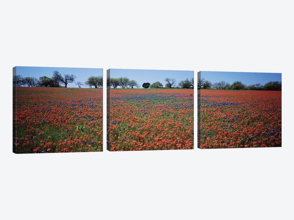 Indian Paintbrush & Bluebonnets, Texas by Panoramic Images 3-piece Canvas Art