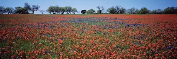 Bluebonnets: Indian Paintbrush & Bluebonnets, Texas by Panoramic Images