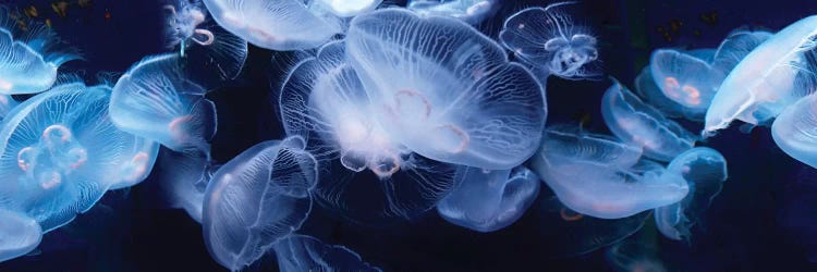 Jellyfish Swimming Underwater